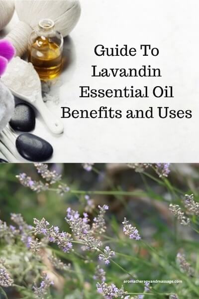 Aromatherapy supplies with the words Guide To Lavandin Essential Oil Benefits and Uses and photo of a lavandin plant.