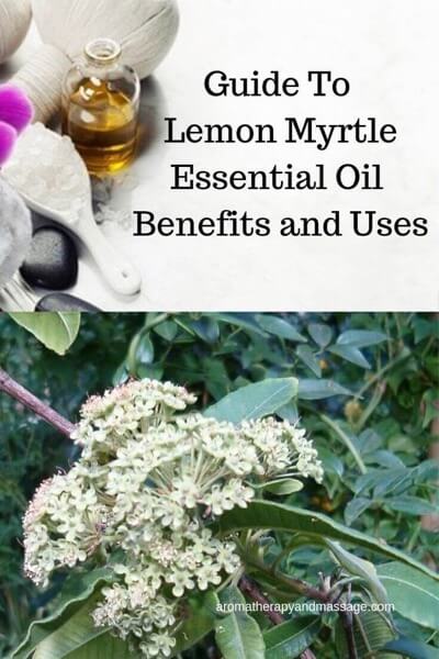 A Guide To Lemon Myrtle Essential Oil and Its Benefits and Uses In Aromatherapy