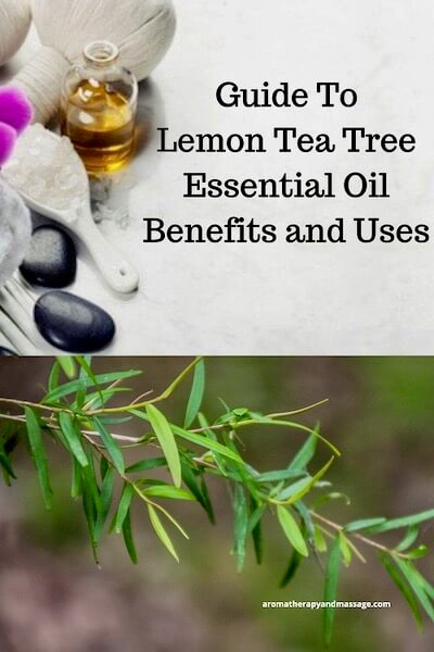 Aromatherapy supplies with the words Guide To Lemon Tea Tree Essential Oil Benefits and Uses and photo of lemon tea tree leaves.