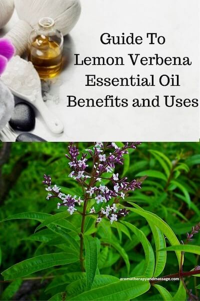 Aromatherapy supplies with the words Guide To Lemon Verbena Essential Oil Benefits and Uses and photo of a lemon verbena plant.