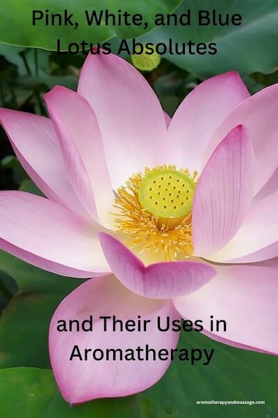Photo of a pink lotus flower with the words Pink, White, and Blue Lotus Absolutes and Their Uses in Aromatherapy
