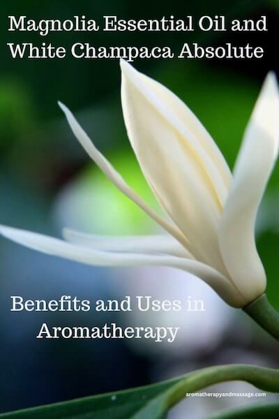 White magnolia flower with the words Magnolia Essential Oil and White Champaca Absolute Benefits and Uses in Aromatherapy