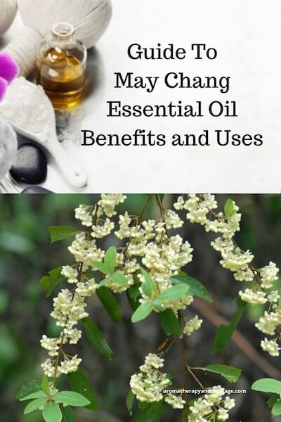 Aromatherapy supplies with the words Guide To May Chang Essential Oil Benefits and Uses and photo of a may chang plant.