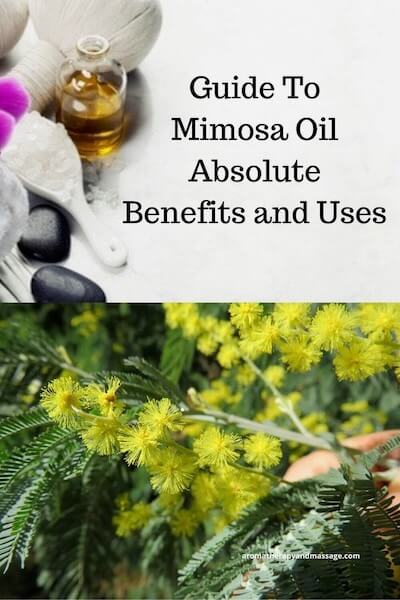 Aromatherapy supplies with the words Guide To Mimosa Oil Absolute Benefits and Uses and photo of a mimosa plant.