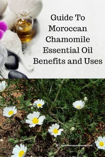 Aromatherapy supplies with the words Guide To Moroccan Chamomile Essential Oil Benefits and Uses and photo of moroccan chamomile flowers.