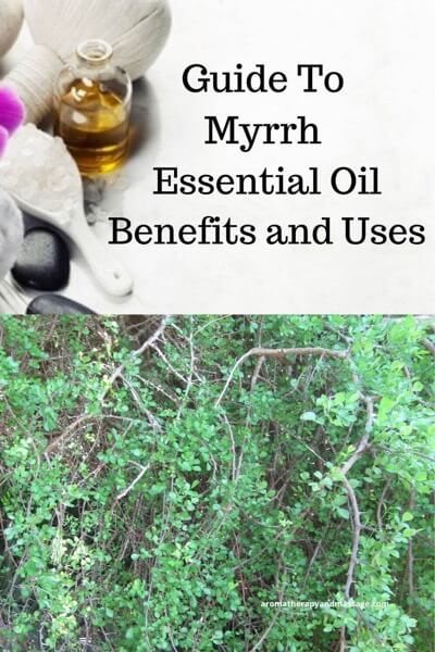 Aromatherapy supplies with the words Guide To Myrrh Essential Oil Benefits and Uses and photo of a myrrh plant