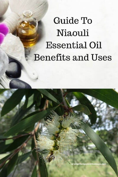 Aromatherapy supplies with the words Guide To Niaouli Essential Oil Benefits and Uses and photo of niaouli leaves and flowers.