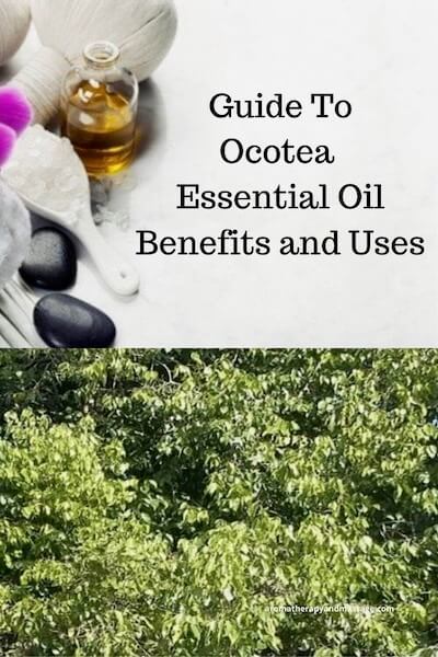 Aromatherapy supplies with the words Guide To Ocotea Essential Oil Benefits and Uses and photo of Ocotea quixos tree.