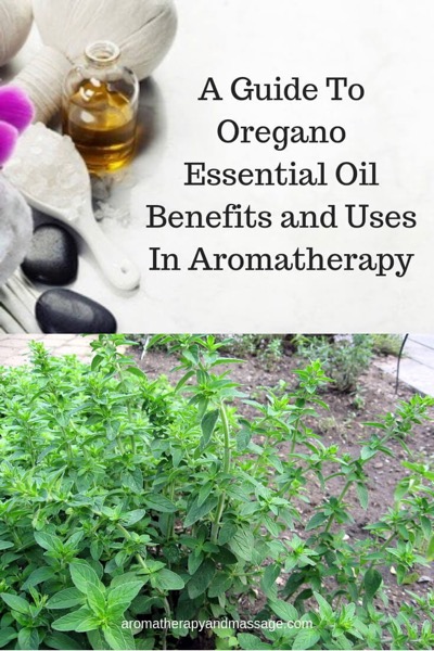 A Guide To Oregano Essential Oil and Its Benefits and Uses In Aromatherapy