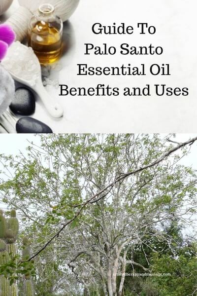 Aromatherapy supplies with the words Guide To Palo Santo Essential Oil Benefits and Uses and photo of a palo santo tree.