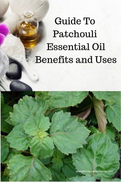 Aromatherapy supplies with the words Guide To Patchouli Essential Oil Benefits and Uses and photo of patchouli plant.