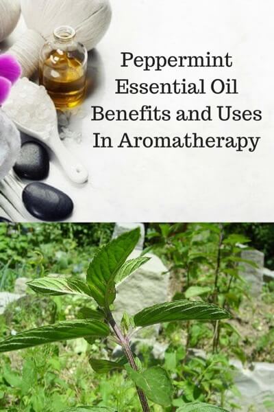 A Guide To Peppermint Essential Oil and Its Benefits and Uses