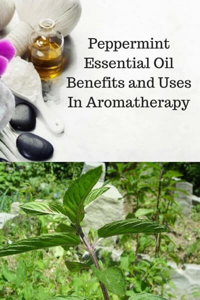 Aromatherapy supplies with the words Peppermint Essential Oil Benefits and Uses in Aromatherapy and photo of a peppermint plant.