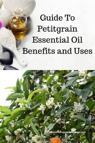 Aromatherapy supplies with the words Guide To Petitgrain Essential Oil Benefits and Uses and photo of bitter orange tree.