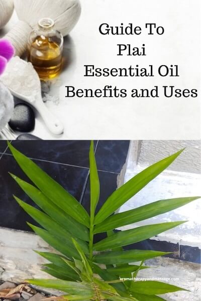 Aromatherapy supplies with the words Guide to Plai Essential Oil Benefits and Uses and photo of a plai plant.