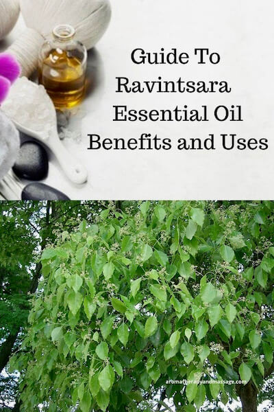 Aromatherapy supplies with the words A Guide To Ravintsara Essential Oil Benefits and Uses and photo of ravintsara leaves.