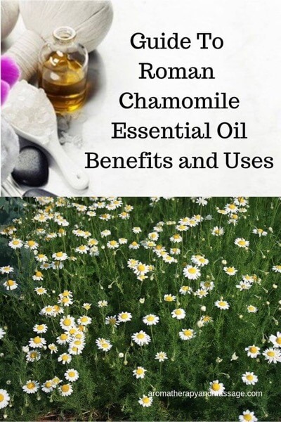 A Guide To Roman Chamomile Essential Oil and Its Benefits and Uses In Aromatherapy