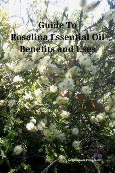 Photo of Melaleuca ericifolia plant with the words Guide to Rosalina Essential Oil Benefits and Uses