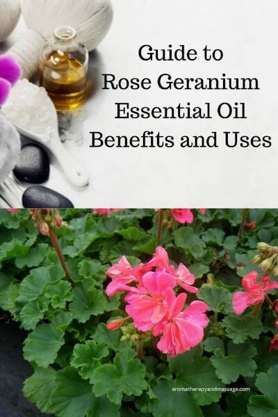 Aromatherapy supplies with the words Guide to Rose Geranium Essential Oil Benefits and Uses and photo of rose geranium plant.