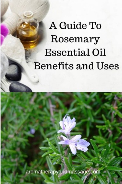 A Guide To Rosemary Essential Oil  Benefits and Uses written on a white background with a picture of aromatherapy supplies and photo of a rosemary plant.