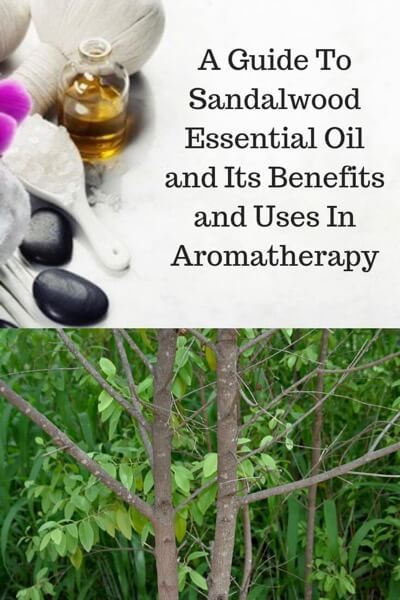 Aromatherapy supplies with the words A Guide To Sandalwood Essential Oil and Its Benefits and Uses and photo of a sandalwood tree.