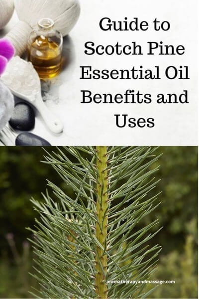Guide To Pine Essential Oil and Its Benefits and Uses In Aromatherapy (photo of aromatherapy accessories and pine needles)