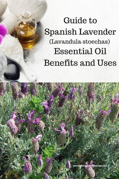 Aromatherapy supplies with the words Guide to Spanish Lavender Essential Oil Benefits and Uses and photo of plant.