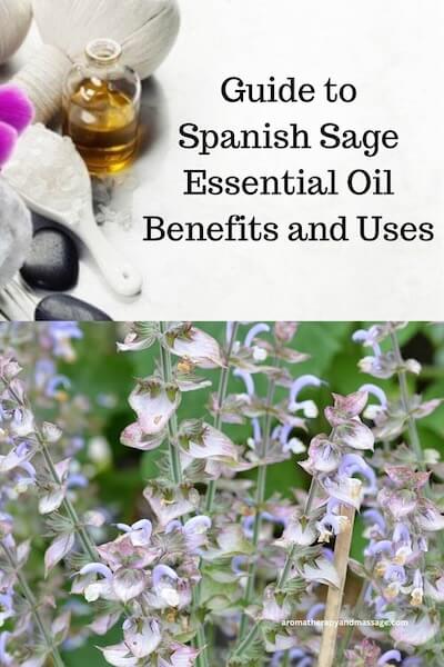 Aromatherapy supplies with the words Guide to Spanish Sage Essential Oil Benefits and Uses and photo of a Spanish sage plant.