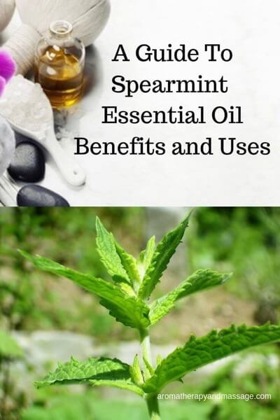 A Guide To Spearmint Essential Oil and Its Benefits and Uses In Aromatherapy