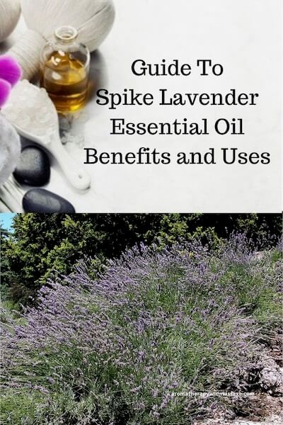 Aromatherapy supplies with the words Guide To Spike Lavender Essential Oil Benefits and Uses and photo of a spike lavender plant.