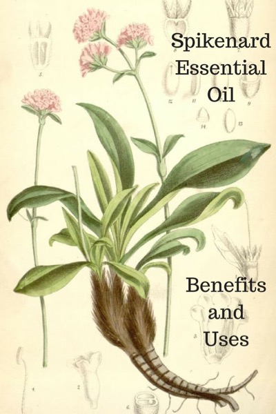 A Guide To Spikenard Essential Oil and Its Benefits and Uses