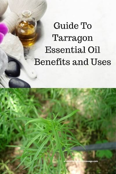 Aromatherapy supplies with the words Guide To Tarragon Essential Oil Benefits and Uses and photo of a tarragon plant.