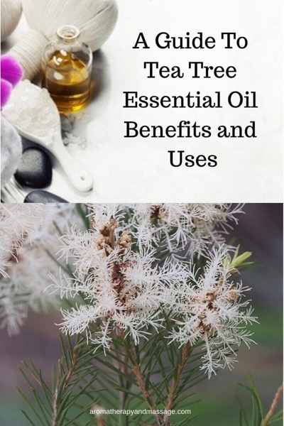 A Guide To Tea Tree Essential Oil and Its Benefits and Uses In Aromatherapy