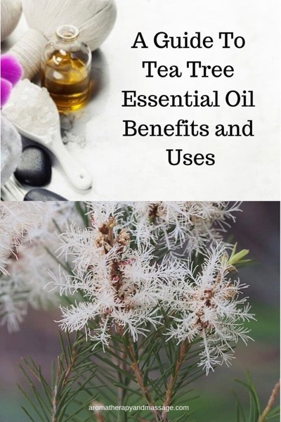 Aromatheapy supplies with the words Guide To Tea Tree Essential Oil Benefits and Uses.