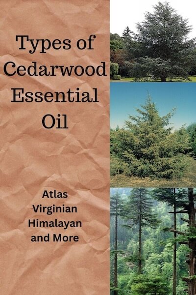 Types of Cedarwood Essential Oils Three cedarwood trees with the words Types of Cedarwood Essential Oils.