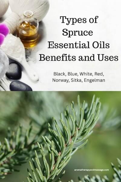 Photos of aromatherapy supplies and spruce needles with the words Types of Spruce Essential Oils Benefits and Uses.
