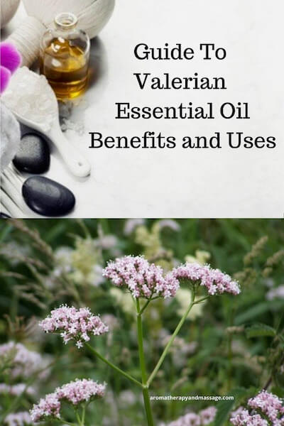Aromatherapy supplies with the words Guide To Valerian Essential Oil Benefits and Uses and photo of a valerian plant.