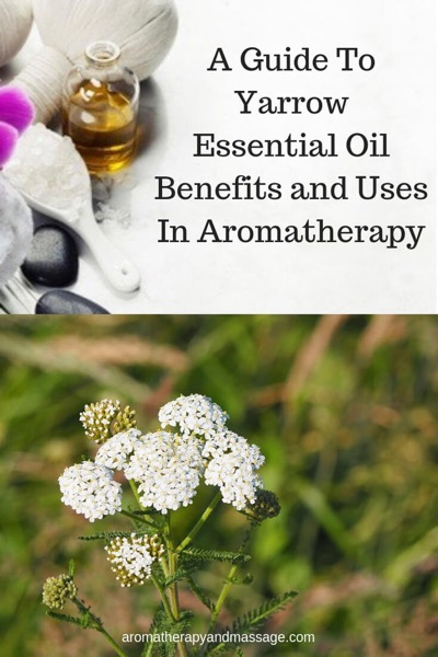 Aromatherapy supplies with the words A Guide To Yarrow Essential Oil Benefits and Uses in aromatherapy and photo of a yarrow plant.