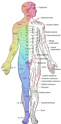 Anterior Nerves | Essential Oils for Neuropathy