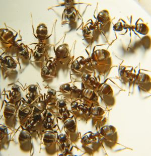 Ants, lots of them