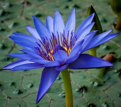 Blue lotus flower