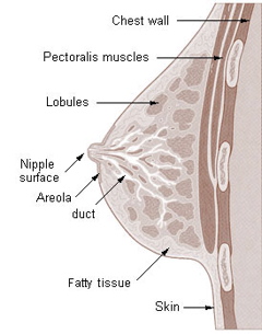 乳房解剖 乳房解剖 | 為什麼以及如何進行乳房按摩