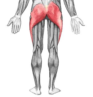 Gluteus Maximus Muscle in the Buttocks