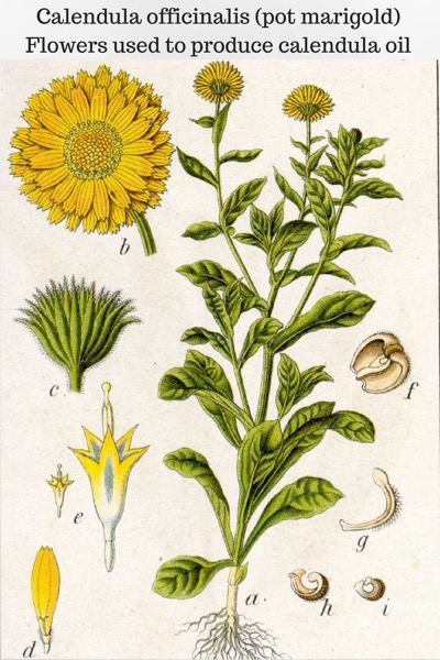 A Guide To Calendula Essential Oil and Infused Oil and Their Benefits and Uses | Illustration of Calendula plant