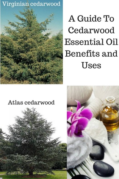 A Guide To Cedarwood Essential Oil with photos of Atlas and Virginian cedarwood