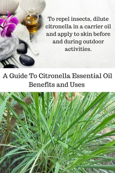 A Guide To Citronella Essential Oil and Its Benefits and Uses