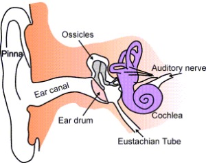 Ear Anatomy | How To Use Essential Oils for Earaches