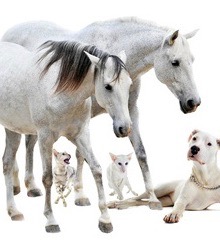 Horses, Cats, Dogs | Using Essential Oils For Pets