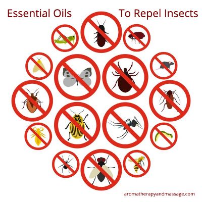 Carton pictures of insects with red line through each insect | Essential Oils That Repel Insects