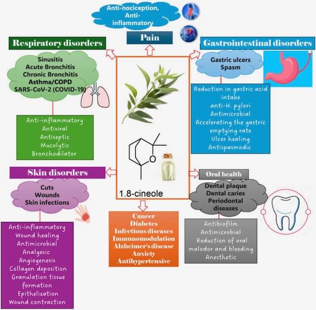Eucalyptus benefits diagram
